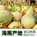 欢乐果园 海南枚珑网纹蜜瓜 4斤礼盒装 34.09元 图片 2