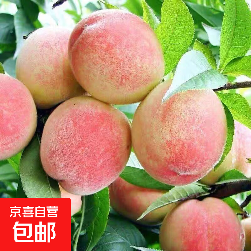 湖北露天水蜜桃整箱5斤特大果单果120g+ 14.9元 - 86线报 湖北露天水蜜桃整箱5斤特大果单果120g+ 14.9元 - 86线报