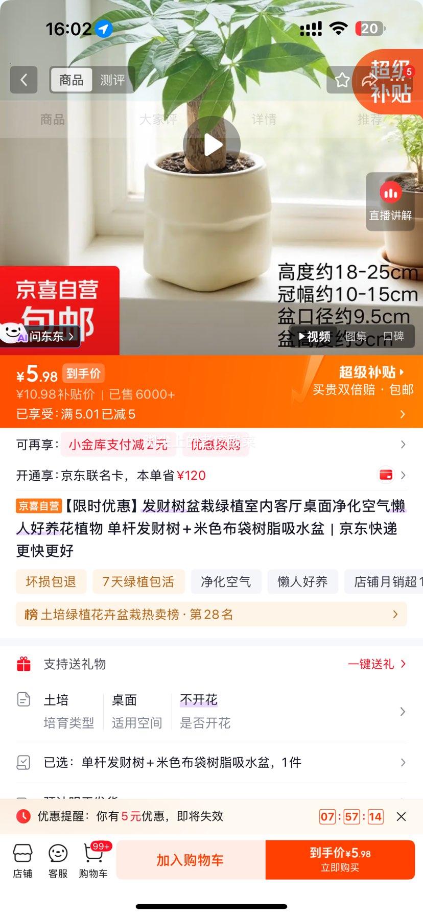 发财树盆栽室内绿植懒人好养单杆+米色布袋树脂盆 5.98元 - 86线报