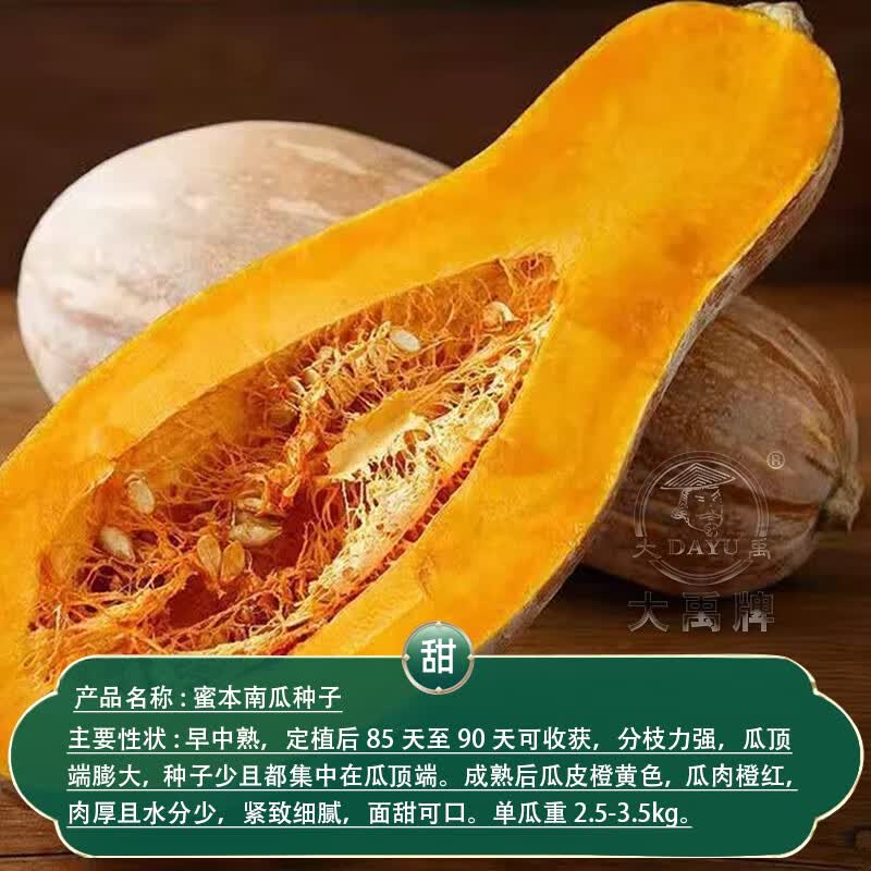 大禹蜜本南瓜种子10粒老品种甜糯密本南瓜苗 4.8元 - 86线报
