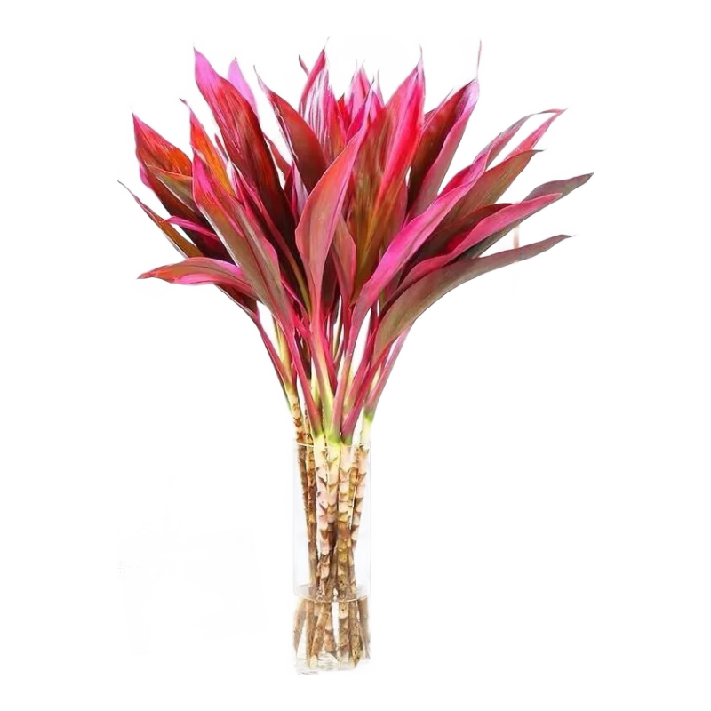 年宵花富贵竹水培植物10枝-65cm标准 5.99元 - 86线报