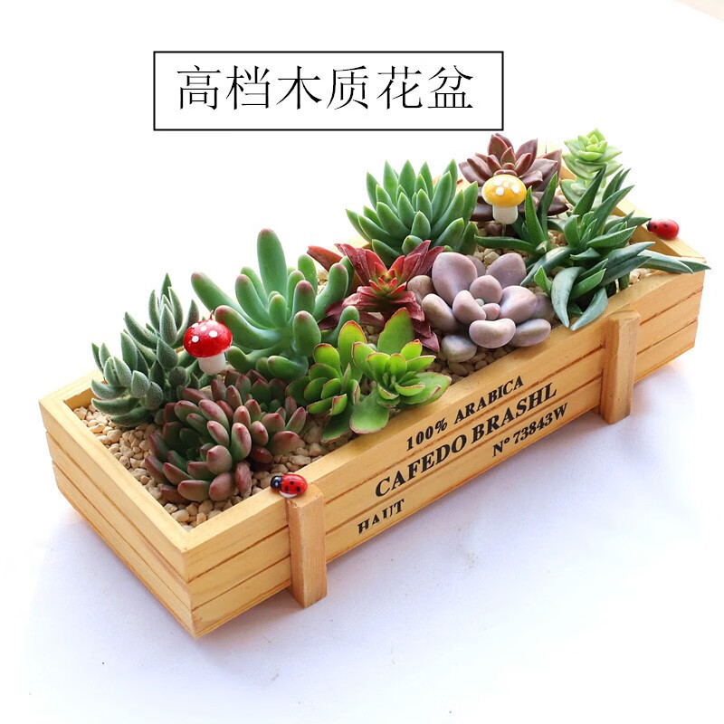 花艺萌多肉植物组合盆栽含盆含土创意diy拼盘花盆小多肉仙人掌仙人球随机10个多肉加木盒含盆 10.21元 - 86线报