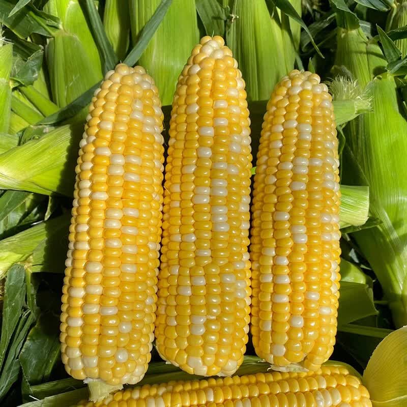 宝菜低脂减肥水果玉米 9.9元 - 线报酷