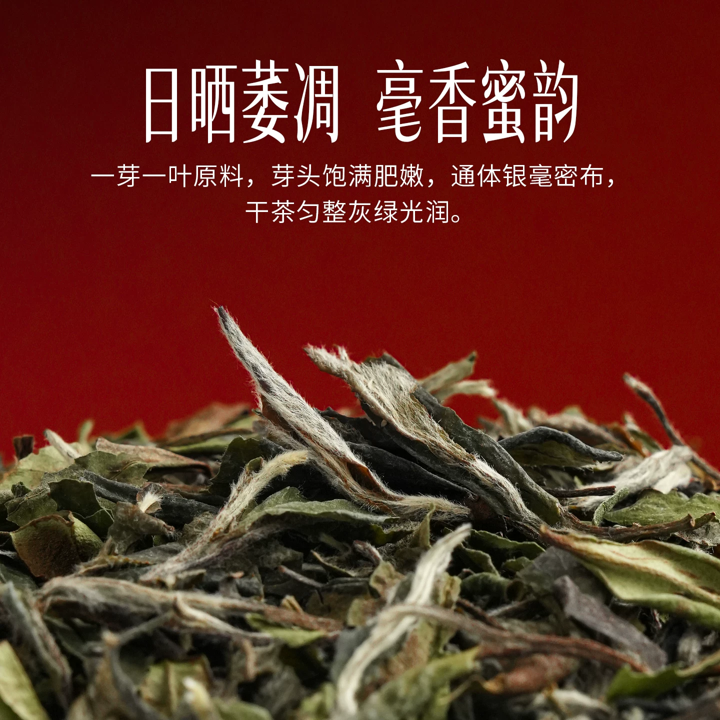 梅相靖大师白茶1915纪念茶花香白牡丹正宗福鼎散茶送人茶叶礼盒 109元 - 86线报 梅相靖大师白茶1915纪念茶花香白牡丹正宗福鼎散茶送人茶叶礼盒 109元 - 86线报