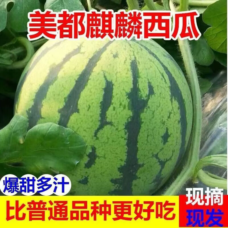 现摘麒麟西瓜安徽周边次日达5-6斤 11.9元 - 86线报