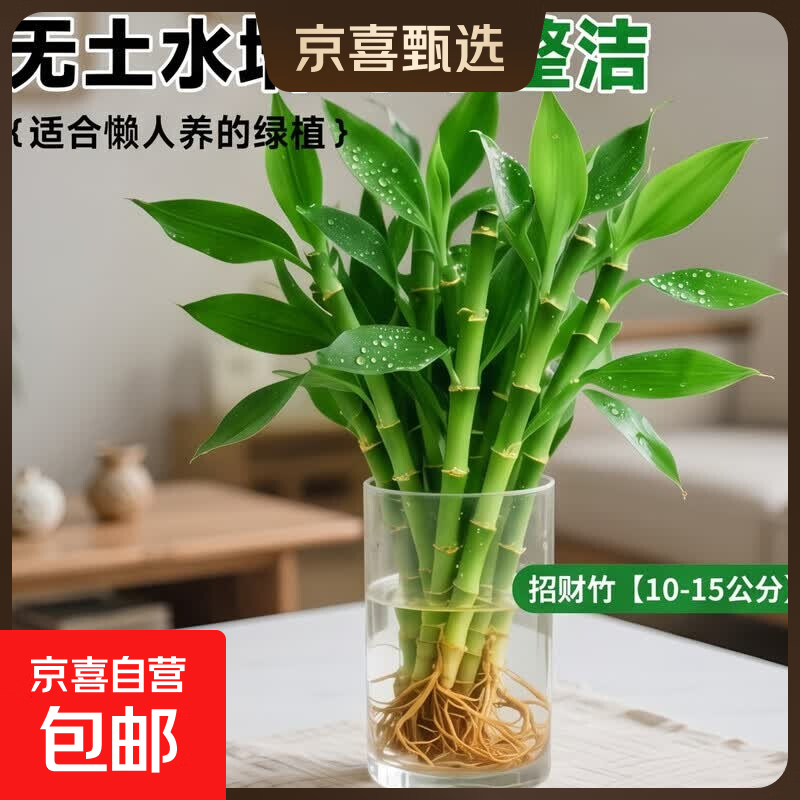 迷你富贵竹龙竹观音竹节节高小号盆栽室内水养桌面办公室 0.98元 - 86线报 迷你富贵竹龙竹观音竹节节高小号盆栽室内水养桌面办公室 0.98元 - 86线报