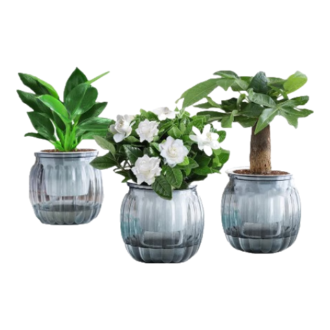 绿有意栀子花+发财树+绿公主水培盆景3棵含盆 11.9元 - 86线报 绿有意栀子花+发财树+绿公主水培盆景3棵含盆 11.9元 - 86线报
