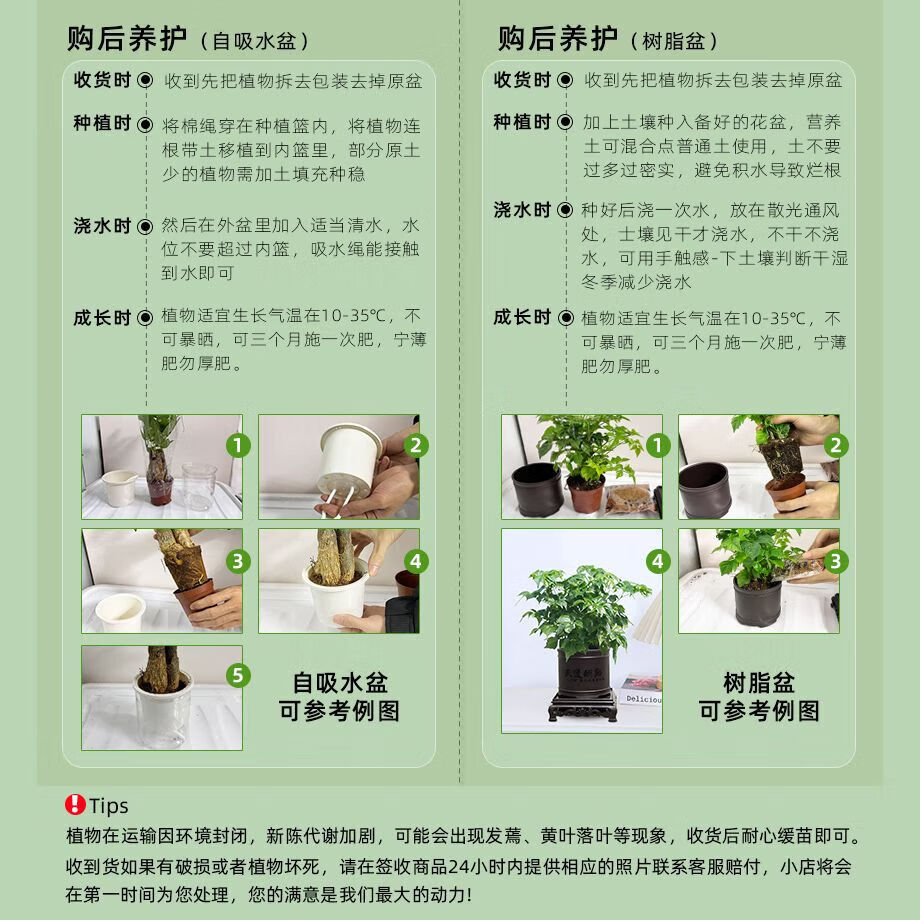京喜特价大叶金钻绿公主盆栽植物除甲醛绿植室内摆放2金钻+灰繁星吸水盆 含盆高度15-20厘米 - 86线报