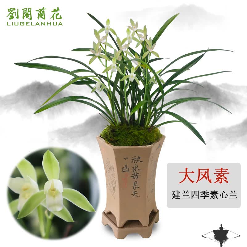 劉閣蘭花兰花四季素心大凤素现带花苞有香味的兰花室内绿植兰草花卉盆栽6苗连体带花带黑兰花盆 - 86线报 劉閣蘭花兰花四季素心大凤素现带花苞有香味的兰花室内绿植兰草花卉盆栽6苗连体带花带黑兰花盆 - 86线报