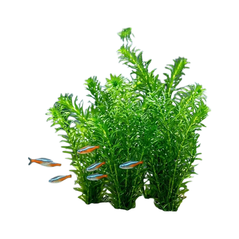 成品水草缸真水草蜈蚣草5条 1.12元 - 86线报 成品水草缸真水草蜈蚣草5条 1.12元 - 86线报