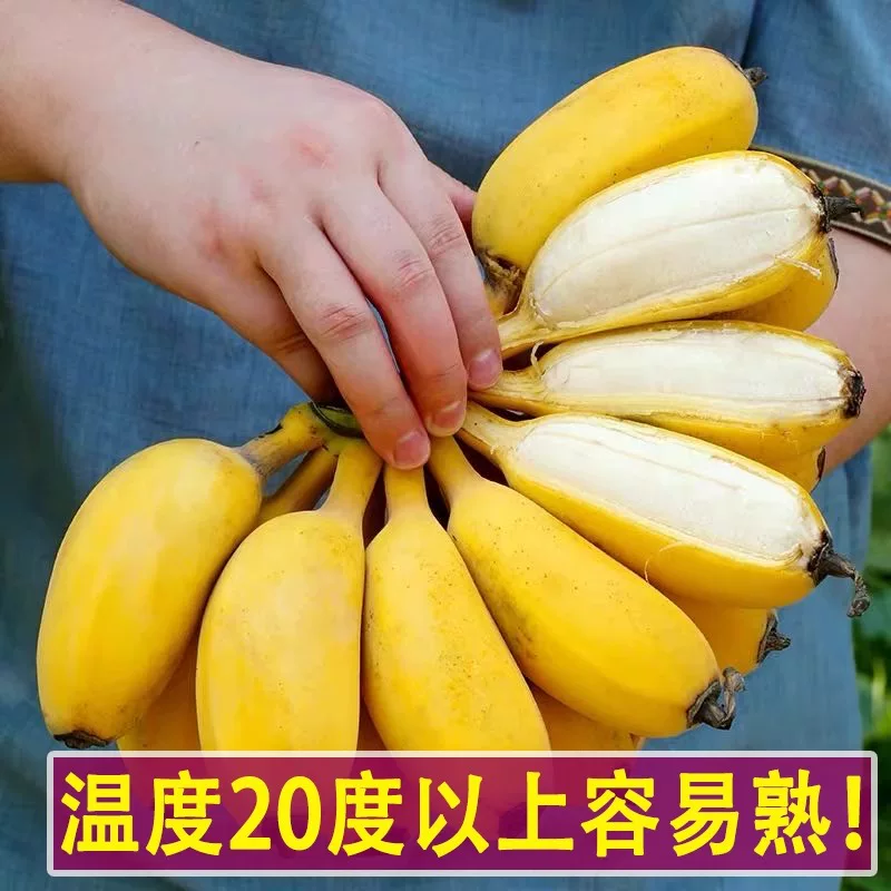 果笺广西小米蕉9斤 4.57元 - 86线报