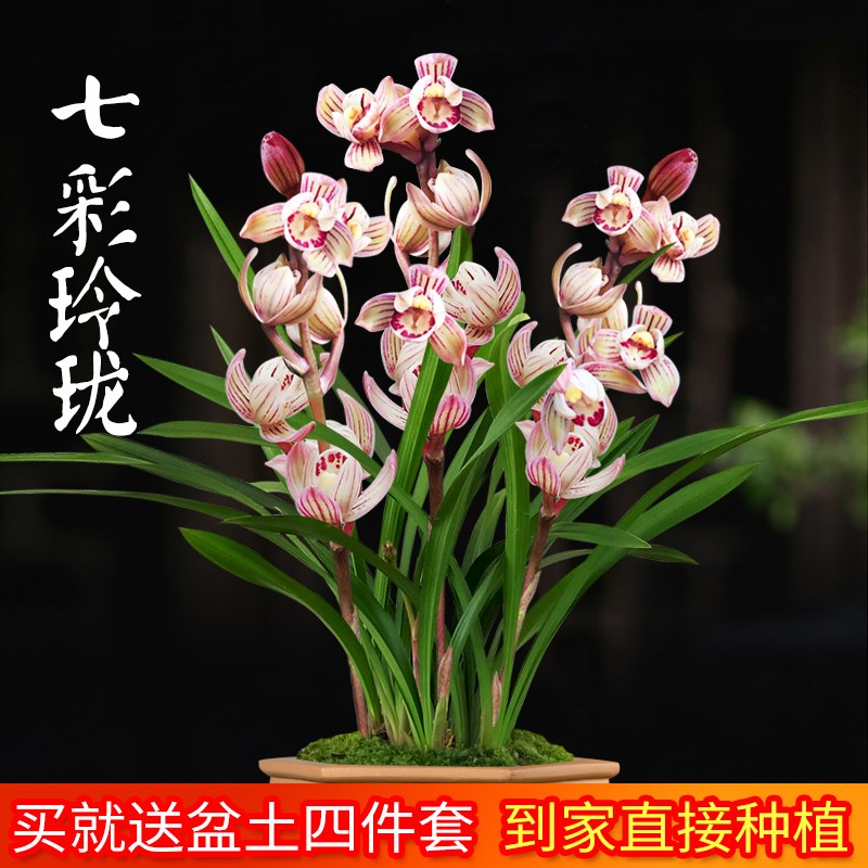 劉閣蘭花建兰七彩玲珑2苗带花苞含盆土肥说明书盆栽 7.07元 - 86线报 劉閣蘭花建兰七彩玲珑2苗带花苞含盆土肥说明书盆栽 7.07元 - 86线报