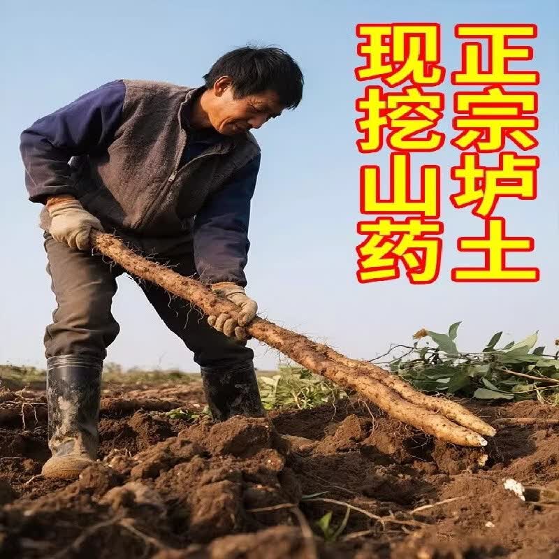 黄六爷垆土铁棍山药净重3斤 14.8元 - 86线报