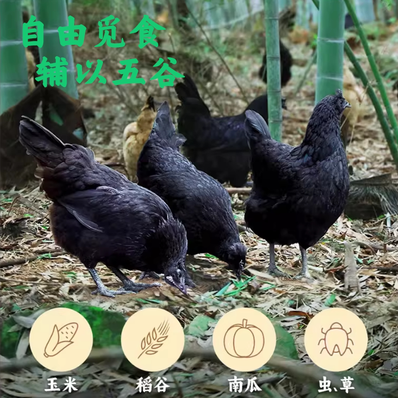 金咕正宗农家乌鸡蛋绿壳乌鸡蛋青皮鸡蛋新鲜土鸡蛋生鲜无抗无激素鸡蛋 40.53元 - 86线报