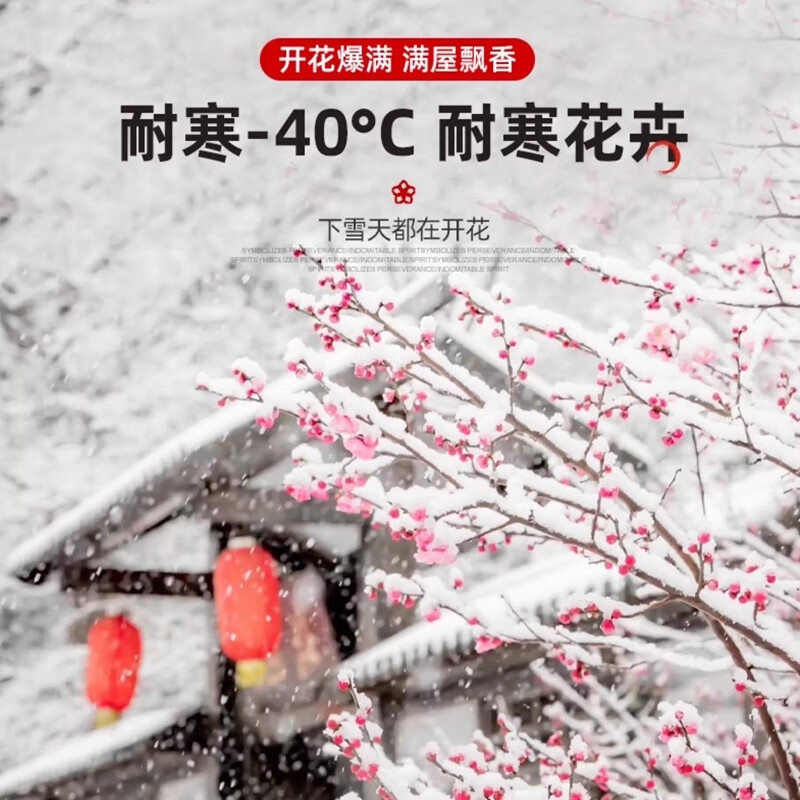花竹恋红梅盆景树桩盆栽 16.8元 - 86线报