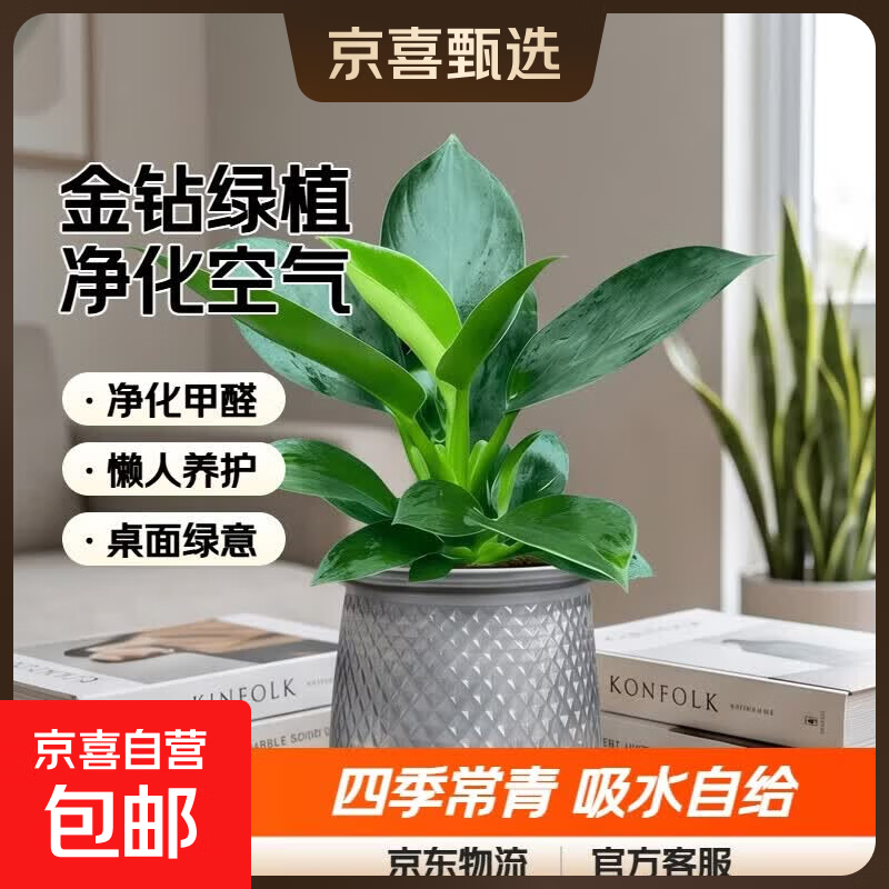 京喜特价大叶金钻绿公主盆栽植物除甲醛绿植室内摆放2金钻+灰繁星吸水盆 含盆高度15-20厘米 - 86线报 京喜特价大叶金钻绿公主盆栽植物除甲醛绿植室内摆放2金钻+灰繁星吸水盆 含盆高度15-20厘米 - 86线报