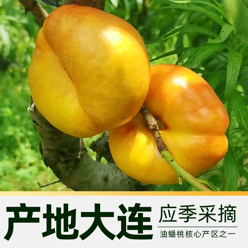 孙悟空脆甜油蟠桃 24.64元 - 86线报