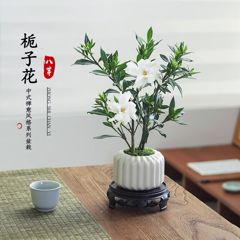 八芽小叶栀子花盆栽开花植物室内桌面茶几好养花卉绿植办公室净化空气小叶栀 8.7元 - 86线报