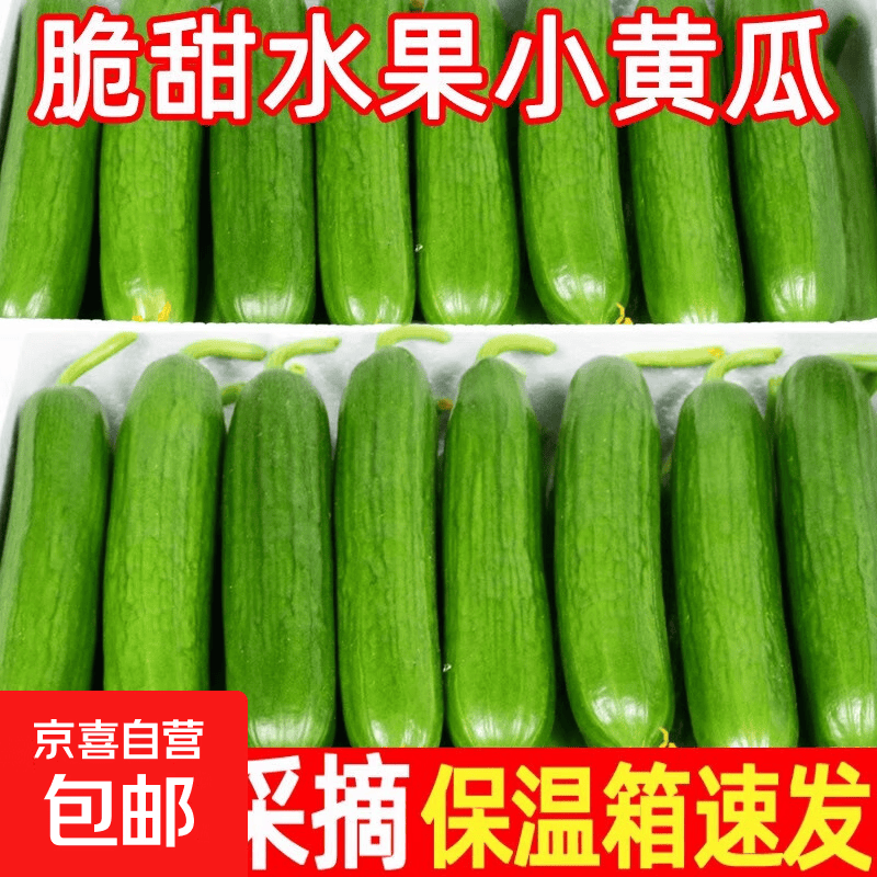 当季无刺小黄瓜源头直发精品水果黄瓜净重4.5斤 9.8元 - 86线报