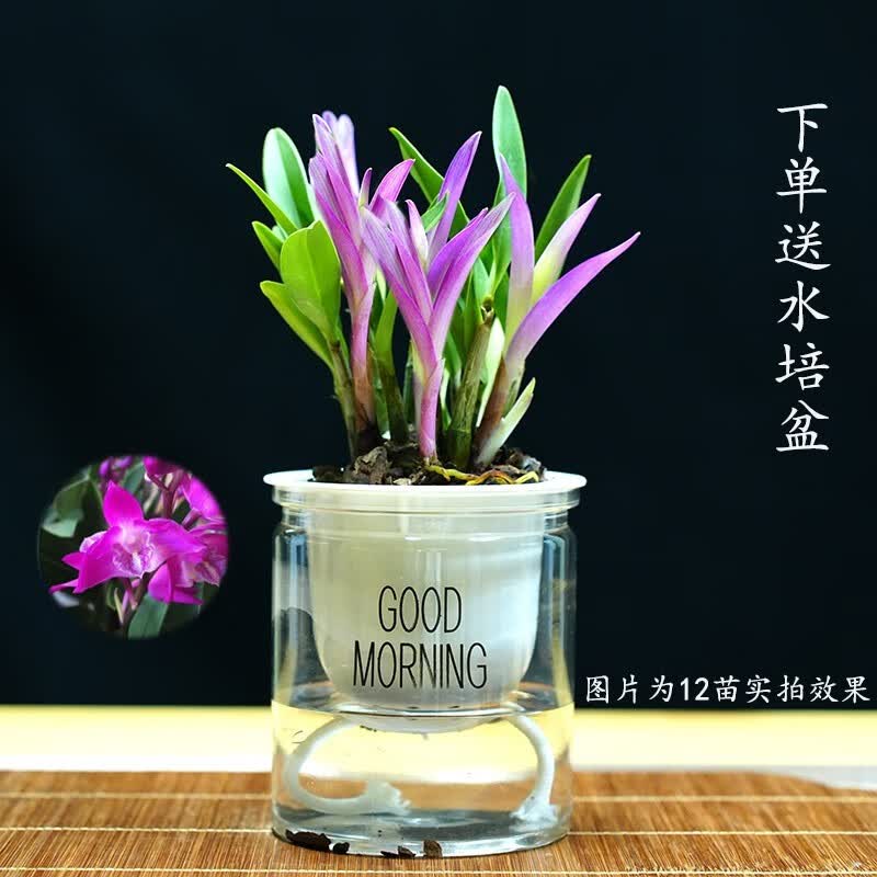 劉閣蘭花七彩香水石斛兰花冬带花苞好养绿植浓香型石斛花卉盆栽绿植驱蚊10苗连体当年开花七彩石斛配水培盆 - 86线报