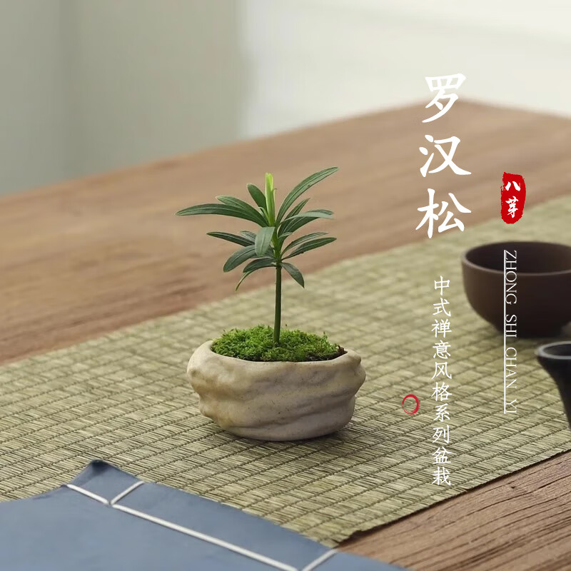 八芽罗汉松微型盆栽陶瓷盆 6.8元 - 线报酷