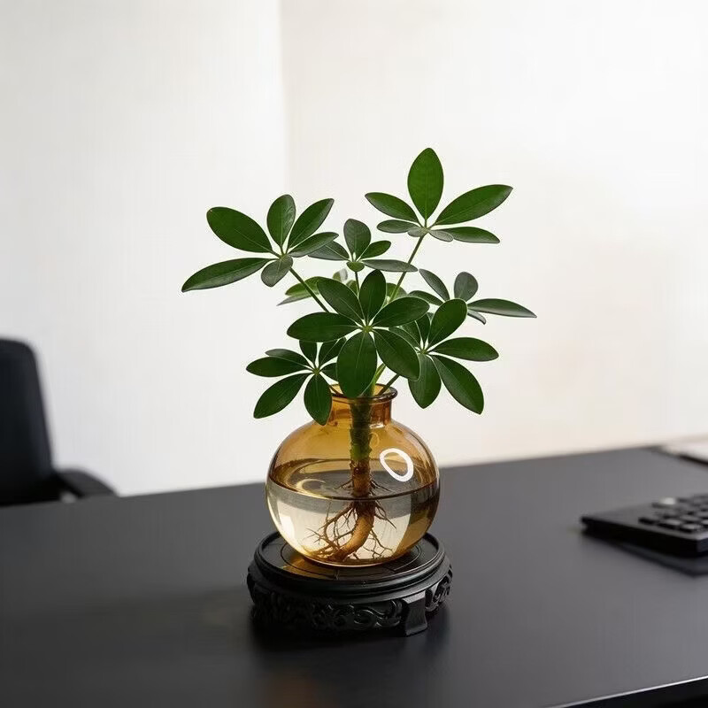 水培多类盆栽植物整体高度15-20cm八方来财植物+塑制琥珀灯泡瓶+招财运挂签 5.99元 - 86线报