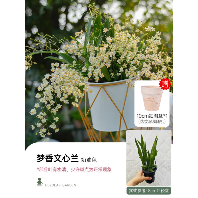 海蒂的花园文心兰盆栽奶油色含盆高20cm+带红陶盆 11.3元 - 86线报