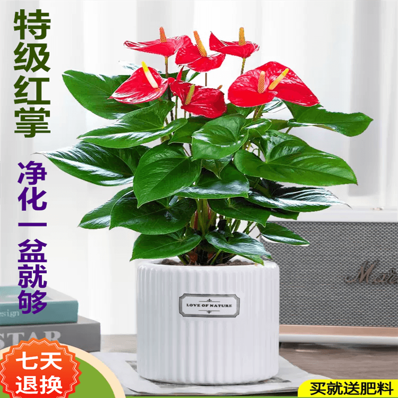 叹为观止特级红掌陶瓷盆 8.82元 - 86线报