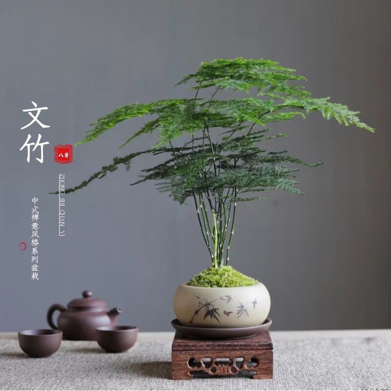 八芽文竹苔藓白发藓绿植禅意盆文竹-含密胺托带盆栽好 6.9元 - 线报酷