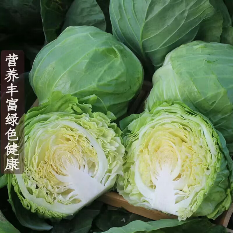 河南现采甘蓝新鲜农家绿甘蓝包菜卷心菜净重4.5-5斤 4.78元 - 86线报 河南现采甘蓝新鲜农家绿甘蓝包菜卷心菜净重4.5-5斤 4.78元 - 86线报