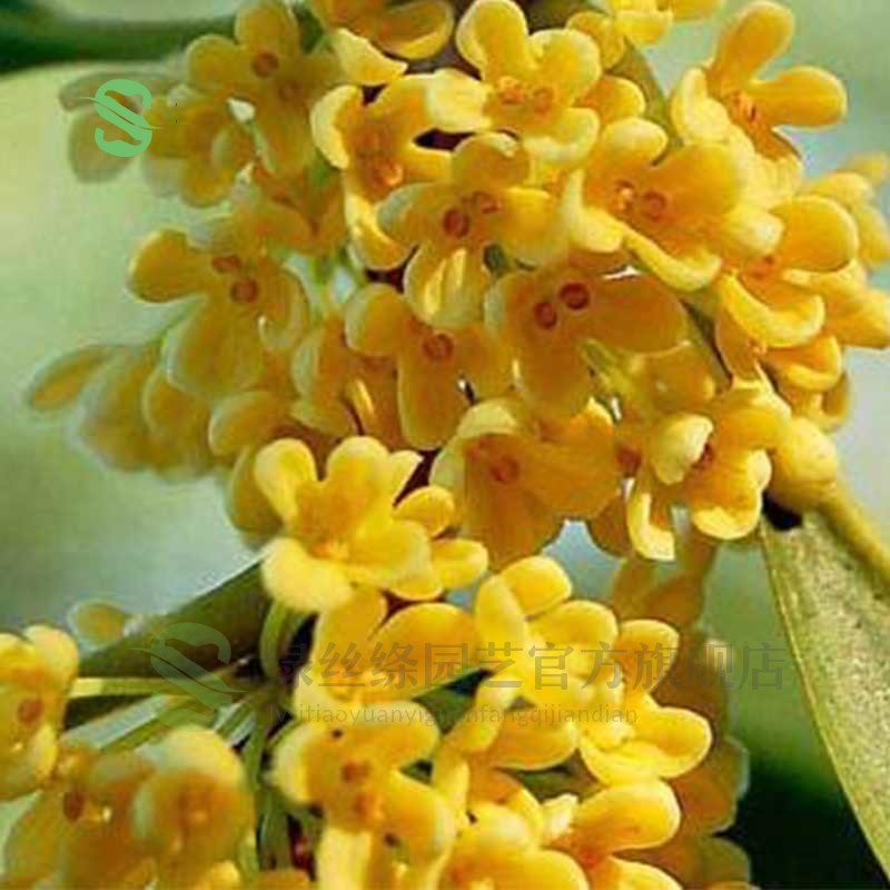 绿丝绦桂花树盆栽四季开花盆景室内庭院阳台开花树苗耐寒绿植花卉树苗金桂2年苗 5.77元 - 86线报