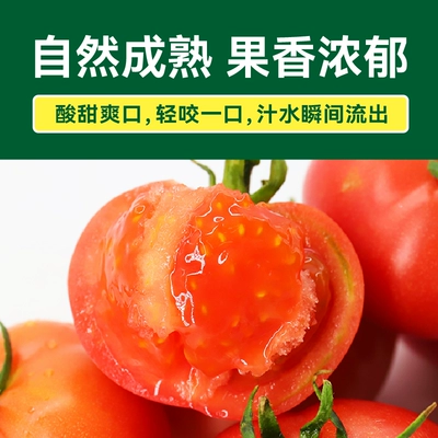 顺丰绿行者沙瓤粉番茄1.5kg新鲜采摘可生吃 18.9元 - 86线报