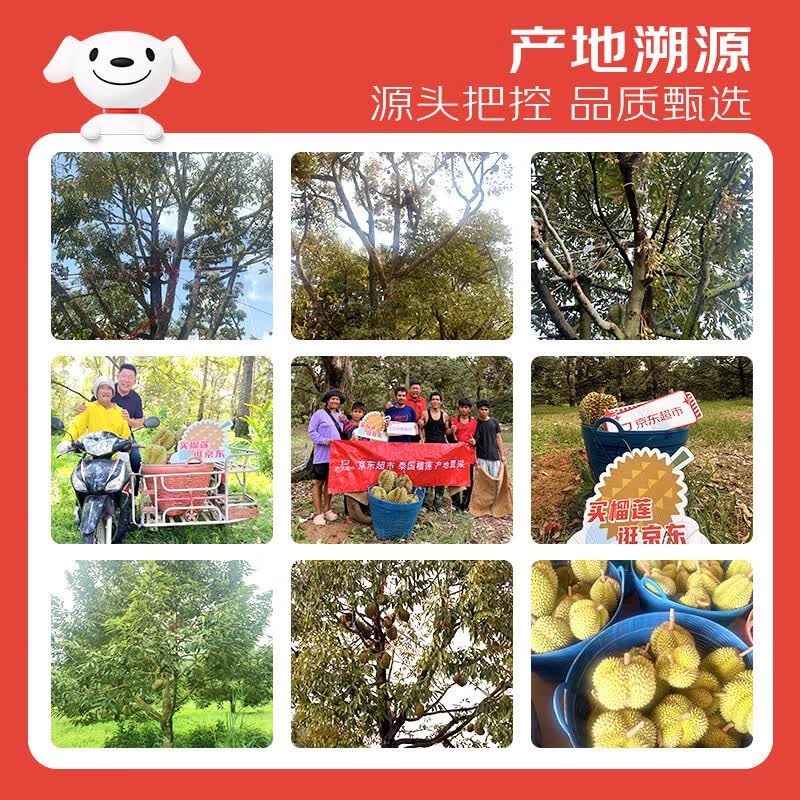 京鲜生进口金枕榴莲巴掌榴莲2-3斤1个装保3房 39.9元 - 86线报
