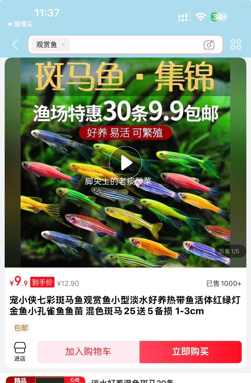 宠小侠七彩斑马鱼观赏鱼混色斑马1-3cm25送5备损 9.9元 - 86线报
