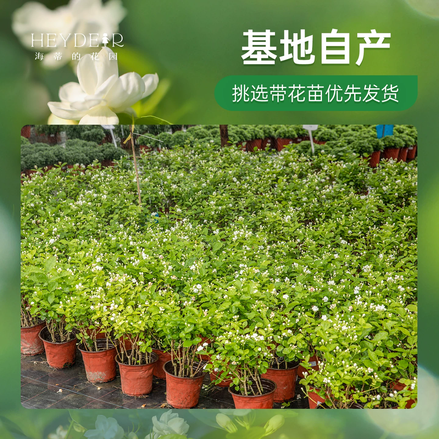 海蒂的花园ML-26-01重瓣茉莉花盆栽带花苞耐热阳台 19.8元 - 86线报