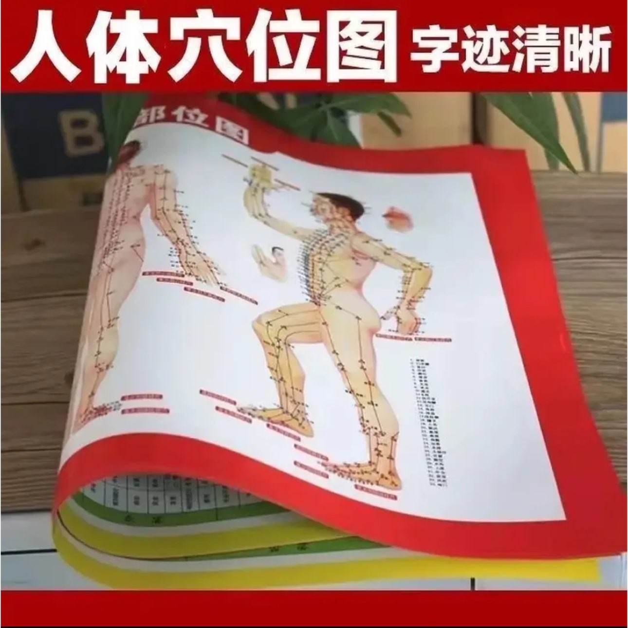 全身精准穴位图1张 0.99元 - 线报酷