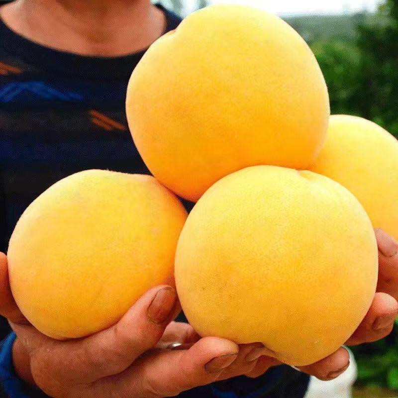 特大果山东蒙阴黄桃黄金油桃净重2.25斤5-7个需买2件 14.99元 - 86线报