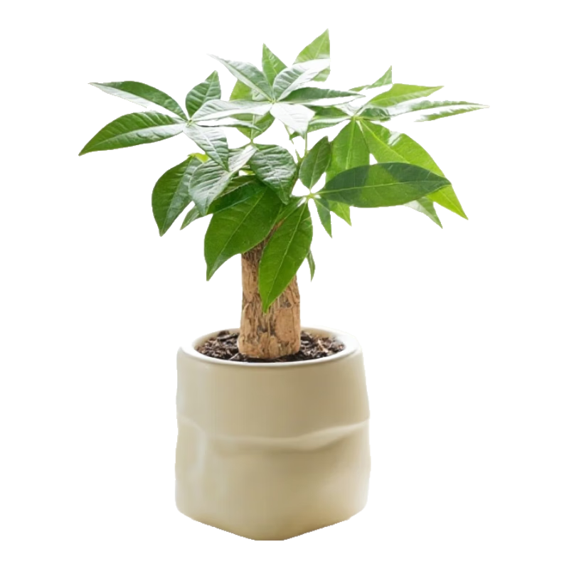 发财树盆栽室内绿植懒人好养单杆+米色布袋树脂盆 5.98元 - 86线报 发财树盆栽室内绿植懒人好养单杆+米色布袋树脂盆 5.98元 - 86线报