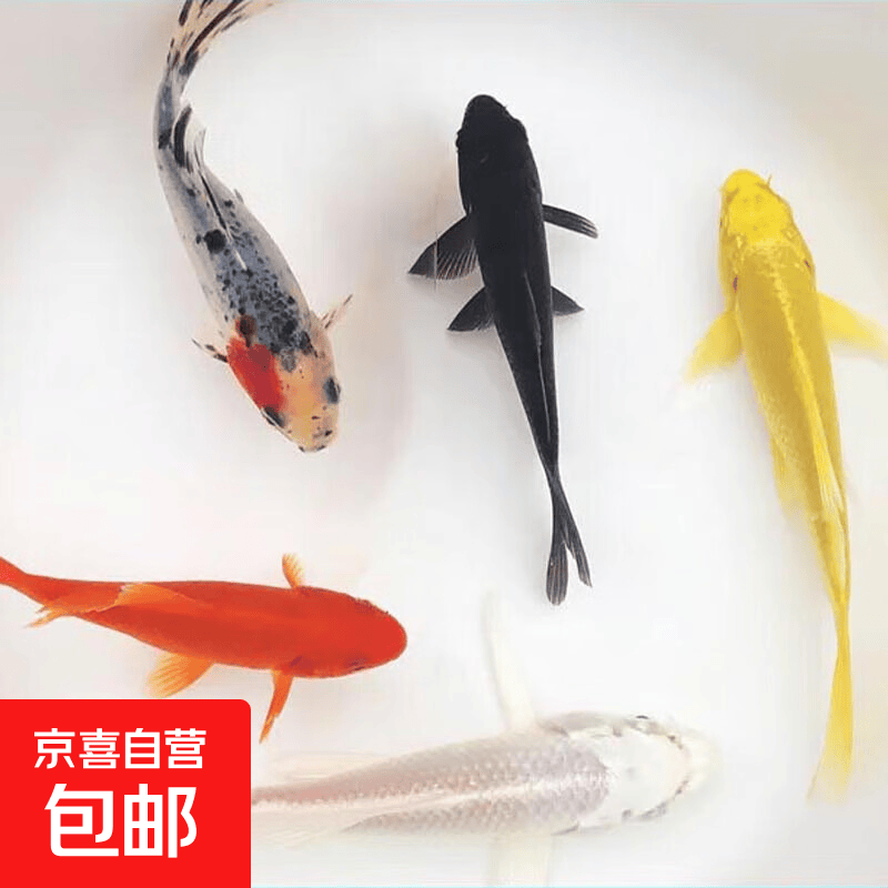 锦鲤草金鱼6-8cm共5条黑+白+黄+红+花 4.5元 - 线报酷