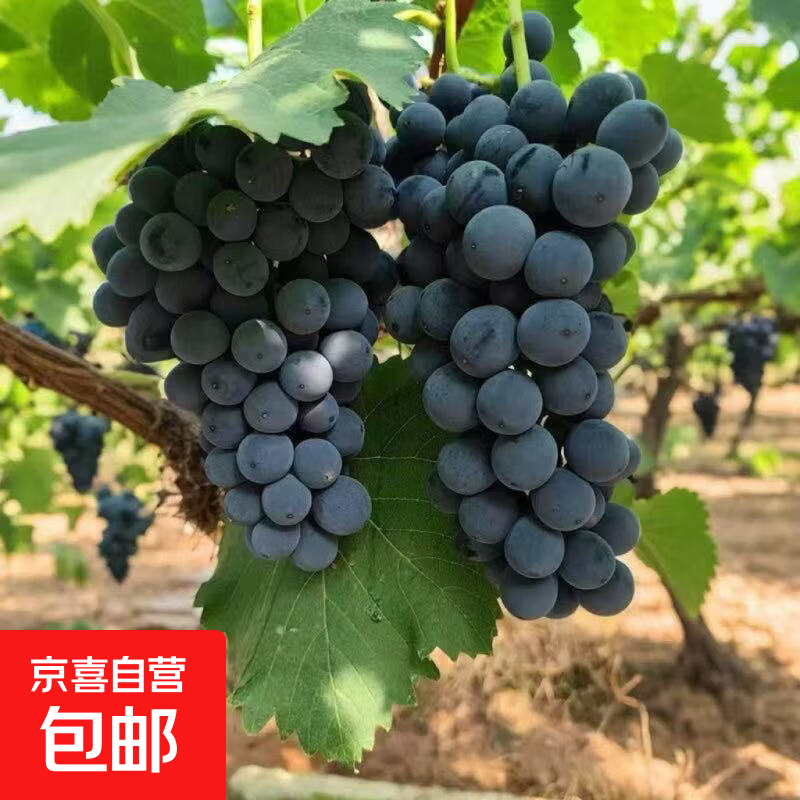 新鲜夏黑葡萄带箱2斤装净果1.5+ 9.9元 - 折送网 新鲜夏黑葡萄带箱2斤装净果1.5+ 9.9元 - 折送网