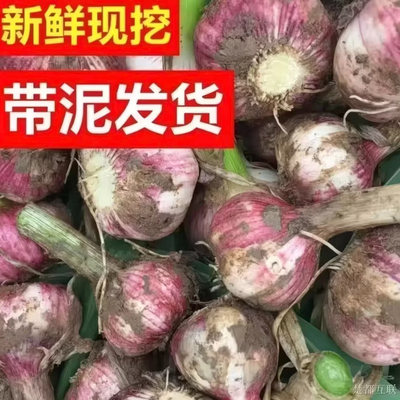 穆德当季嫩蒜产地直销5斤 14.86元 - 86线报 穆德当季嫩蒜产地直销5斤 14.86元 - 86线报