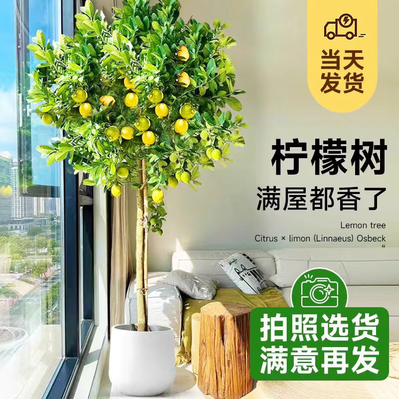 花财主柠檬树客厅盆栽S级钻石盆装 88元 - 86线报