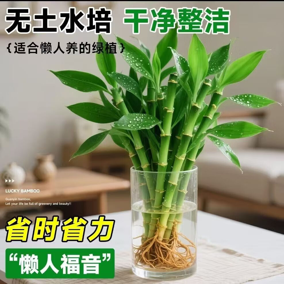 迷你富贵竹龙竹观音竹节节高小号盆栽室内水养桌面办公室 0.98元 - 86线报