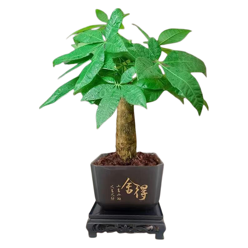 发财树盆栽室内绿植吸甲醛净化空气单杆+塑料四方盆15-25cm 3.98元 - 86线报