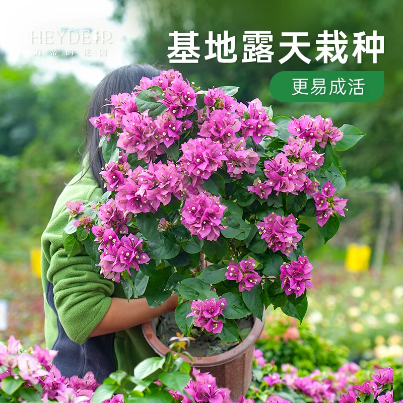 海蒂的花园三角梅多年生花灌木30cm-40cm绿叶樱花盆栽 28.81元 - 86线报