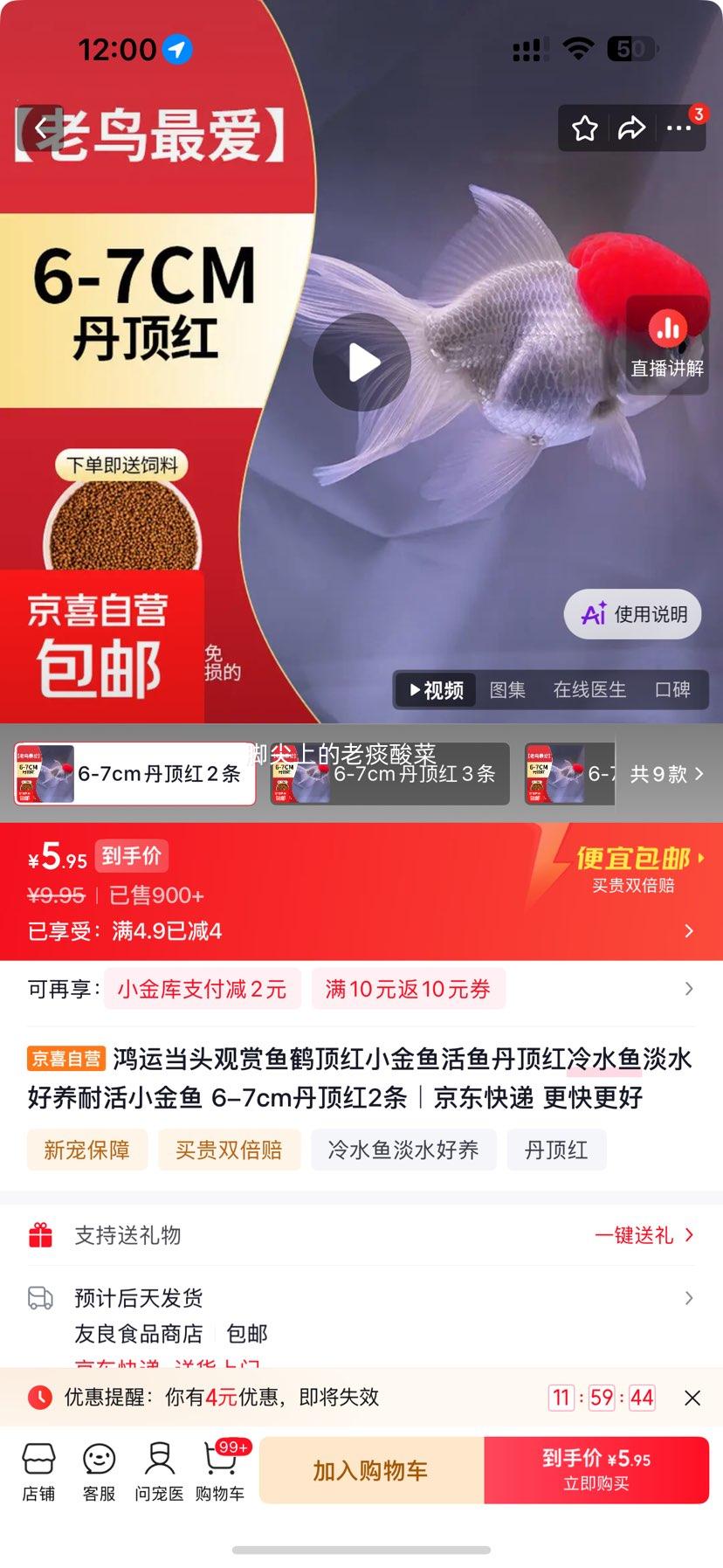 鸿运当头丹顶红小金鱼活鱼6-7cm2条 5.95元 - 86线报
