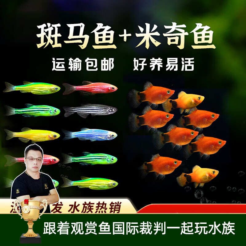 美人雾斑马鱼+米奇鱼混合装观赏热带鱼1-3cm发40条 11.86元 - 86线报