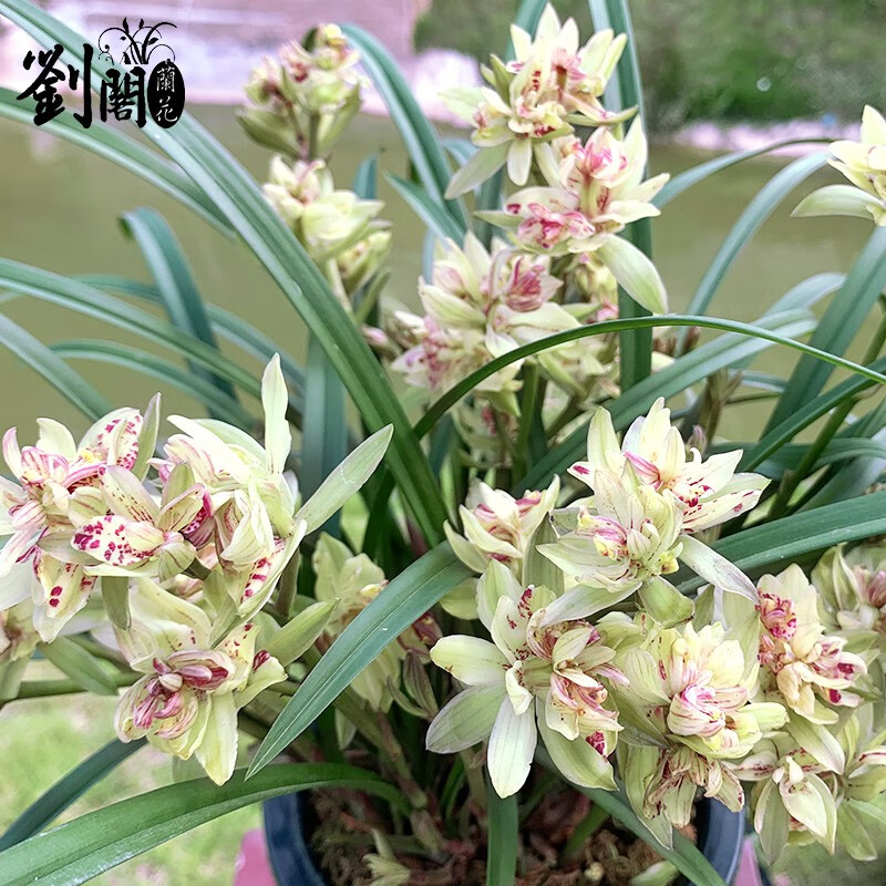 劉閣蘭花兰花苗世界上超香四季兰帝王妃金边矮种夏带浓香花苞花卉盆栽富贵蝶3苗连体配盆土肥 20.9元 - 86线报