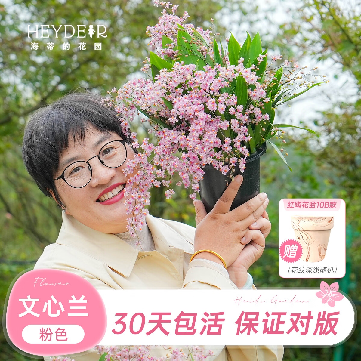 海蒂的花园梦香文心兰粉色8cm盆盆栽 11.3元 - 86线报