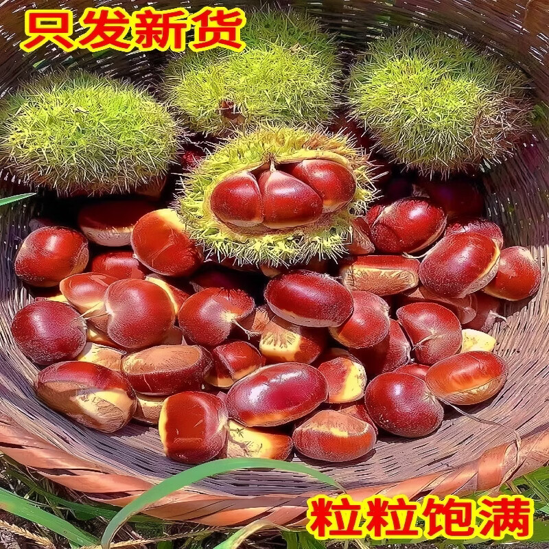 黄六爷丹东板栗32mm+特大果带箱5斤生鲜蔬菜 15.8元 - 线报酷